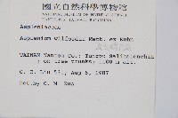 威氏鐵角蕨藏品圖，第2張