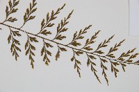 威氏鐵角蕨藏品圖，第3張