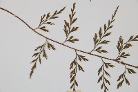 威氏鐵角蕨藏品圖，第4張