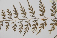 威氏鐵角蕨藏品圖，第5張