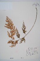 威氏鐵角蕨藏品圖，第1張