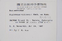 威氏鐵角蕨藏品圖，第2張