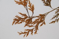 威氏鐵角蕨藏品圖，第3張