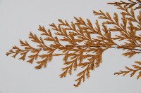 威氏鐵角蕨藏品圖，第4張