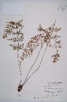 威氏鐵角蕨藏品圖，第1張