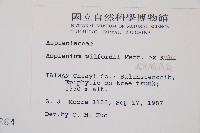 威氏鐵角蕨藏品圖，第2張