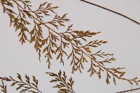 威氏鐵角蕨藏品圖，第4張