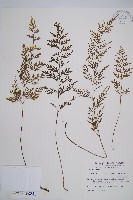 威氏鐵角蕨藏品圖，第1張