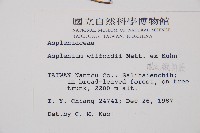 威氏鐵角蕨藏品圖，第2張