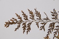 威氏鐵角蕨藏品圖，第4張