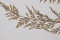 威氏鐵角蕨藏品圖，第5張