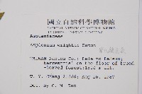 萊氏鐵角蕨藏品圖，第2張