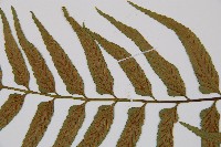 萊氏鐵角蕨藏品圖，第4張