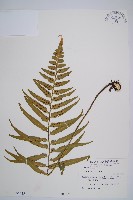 萊氏鐵角蕨藏品圖，第1張