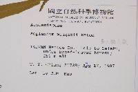 萊氏鐵角蕨藏品圖，第2張