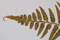 萊氏鐵角蕨藏品圖，第3張