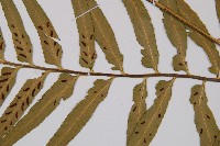 萊氏鐵角蕨藏品圖，第4張