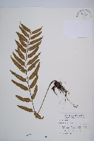 萊氏鐵角蕨藏品圖，第1張