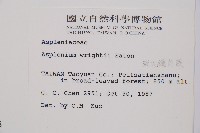 萊氏鐵角蕨藏品圖，第2張