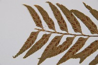 萊氏鐵角蕨藏品圖，第3張