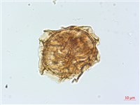 萊氏鐵角蕨藏品圖，第4張