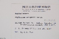 萊氏鐵角蕨藏品圖，第2張