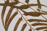 萊氏鐵角蕨藏品圖，第4張