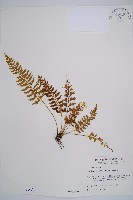 吉永鐵角蕨、斜葉鐵角蕨藏品圖，第1張