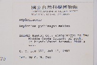 吉永鐵角蕨、斜葉鐵角蕨藏品圖，第2張