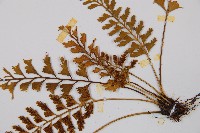 吉永鐵角蕨、斜葉鐵角蕨藏品圖，第3張