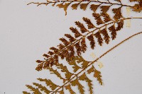 吉永鐵角蕨、斜葉鐵角蕨藏品圖，第4張