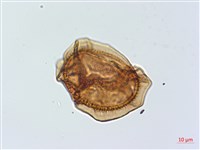 吉永鐵角蕨、斜葉鐵角蕨藏品圖，第3張