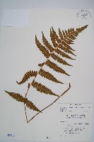 東洋蹄蓋蕨藏品圖，第1張