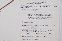 東洋蹄蓋蕨藏品圖，第2張