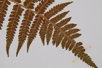 東洋蹄蓋蕨藏品圖，第4張