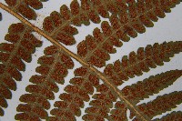 東洋蹄蓋蕨藏品圖，第5張