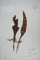 東洋蹄蓋蕨藏品圖，第6張