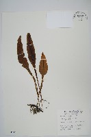 東洋蹄蓋蕨藏品圖，第8張