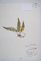 東洋蹄蓋蕨藏品圖，第1張