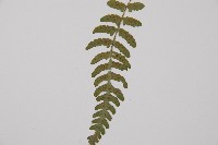 東洋蹄蓋蕨藏品圖，第4張