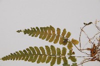 東洋蹄蓋蕨藏品圖，第5張