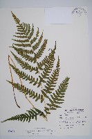 東洋蹄蓋蕨藏品圖，第1張