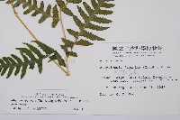 東洋蹄蓋蕨藏品圖，第2張