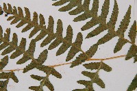 東洋蹄蓋蕨藏品圖，第3張