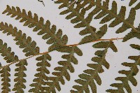 東洋蹄蓋蕨藏品圖，第4張