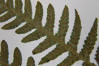 東洋蹄蓋蕨藏品圖，第5張