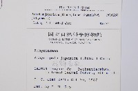 東洋蹄蓋蕨藏品圖，第2張