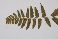 東洋蹄蓋蕨藏品圖，第5張