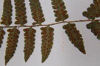 東洋蹄蓋蕨藏品圖，第6張