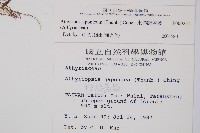 東洋蹄蓋蕨藏品圖，第2張